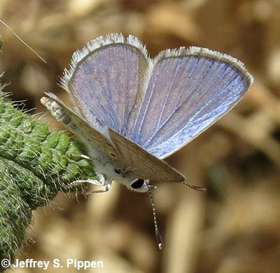 Hanno Blue (Hemiargus hanno)
