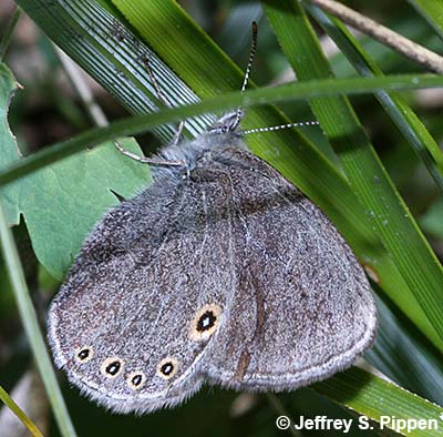 Hayden's Ringlet (Coenonympha haydenii)