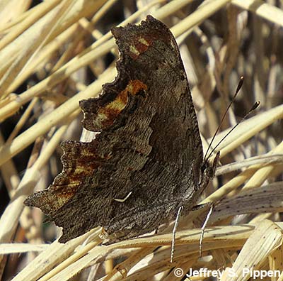 'Zephyr' Hoary Comma (Polygonia gracilis zephyrus)