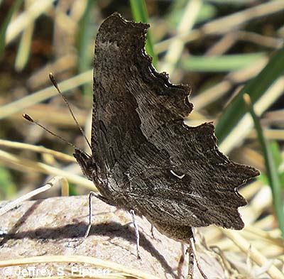 'Zephyr' Hoary Comma (Polygonia gracilis zephyrus)