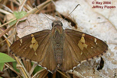 Hoary Edge (Thorybes lyciades)