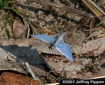 Holly Azure (Celastrina idella)