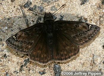 Juvenal's Duskywing (Erynnis juvenalis)