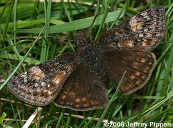 Juvenal's Duskywing (Erynnis juvenalis)