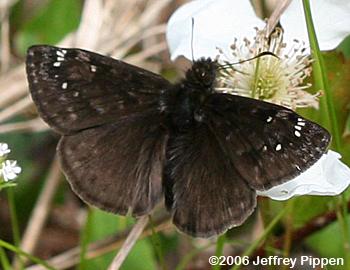Juvenal's Duskywing (Erynnis juvenalis)