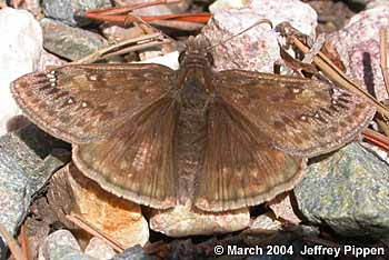 Juvenal's Duskywing (Erynnis juvenalis)