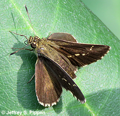 Lace-winged Roadside-Skipper (Amblyscirtes aesculapius)