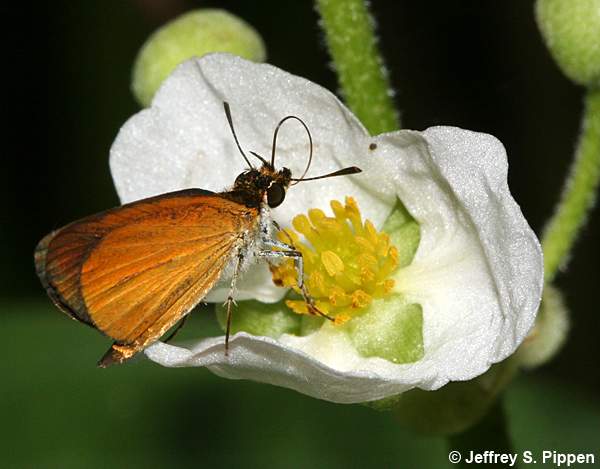 Least Skipper (Ancyloxypha numitor)
