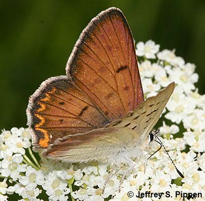 Lilac-bordered Copper (Tharsalea nivalis)
