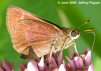 Little Glassywing (Vernia verna)