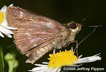 Little Glassywing (Vernia verna)