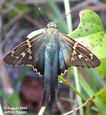 Long-tailed Skipper (Urbanus proteus)