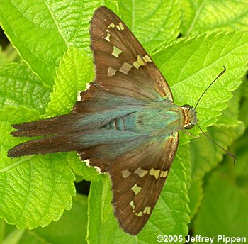 Long-tailed Skipper (Urbanus proteus)