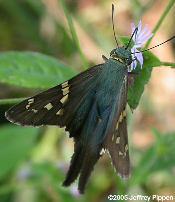 Long-tailed Skipper (Urbanus proteus)
