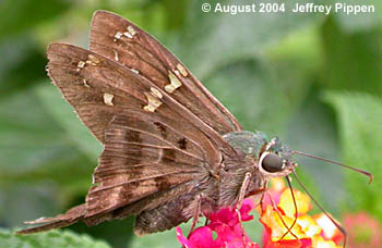 Long-tailed Skipper (Urbanus proteus)