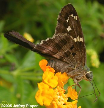 Long-tailed Skipper (Urbanus proteus)