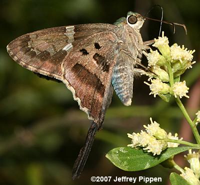 Long-tailed Skipper (Urbanus proteus)