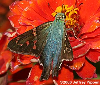 Long-tailed Skipper (Urbanus proteus)