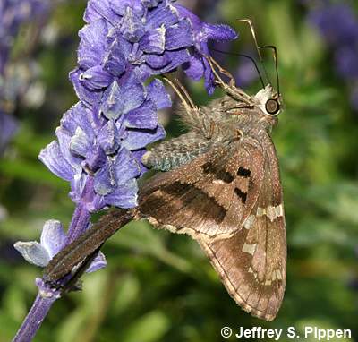 Long-tailed Skipper (Urbanus proteus)