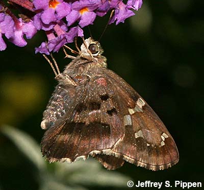Long-tailed Skipper (Urbanus proteus)