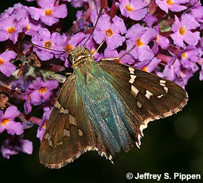 Long-tailed Skipper (Urbanus proteus)
