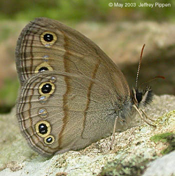 Little Wood-Satyr (Megisto cymela)