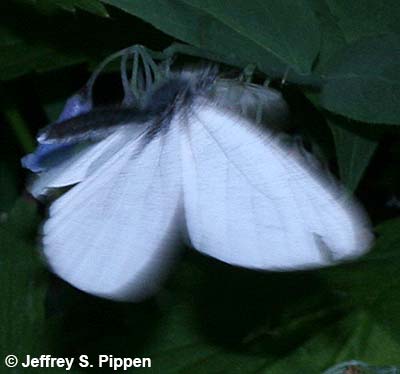 Margined White (Pieris marginalis)