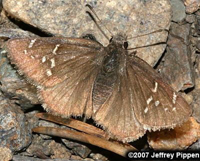 Mexican Cloudywing (Thorybes mexicana)