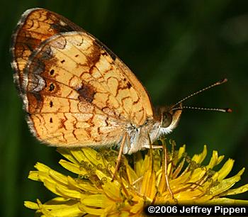 Mimic Crescent (Phyciodes incognitus)