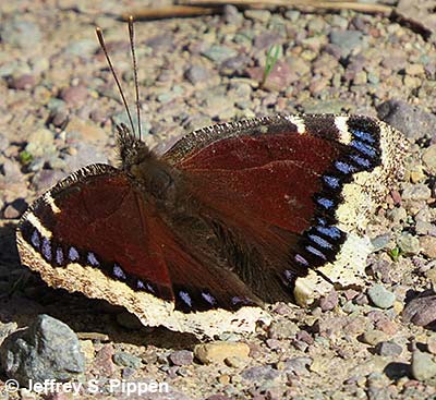 Mourning Cloak (Nymphalis antiopa)