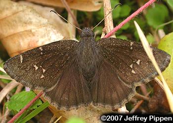 Northern Cloudywing (Thorybes pylades)