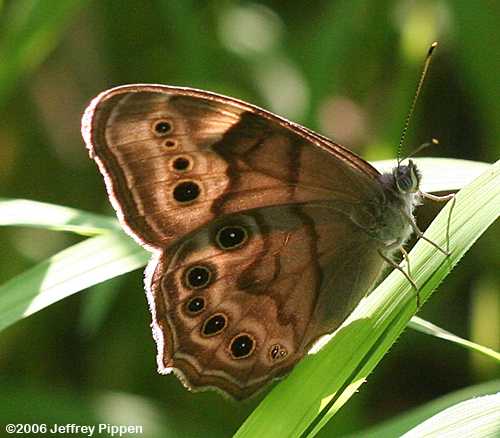 Northern Pearly-eye (Lethe anthedon)