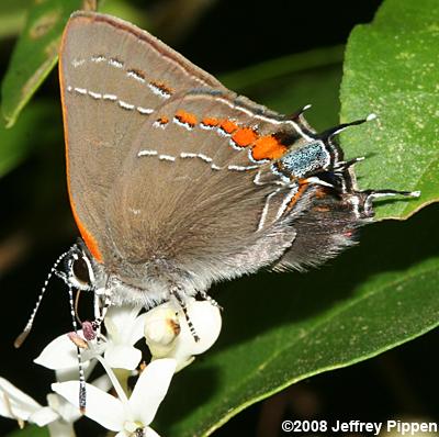 'Southern' Oak Hairstreak (Satyrium favonius favonius)