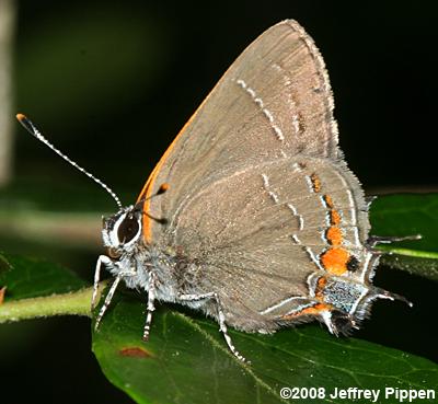 'Southern' Oak Hairstreak (Satyrium favonius favonius)