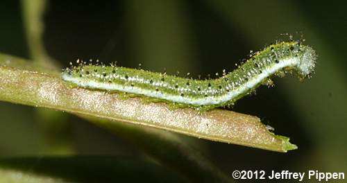 Olympia Marble (Euchloe olympia)