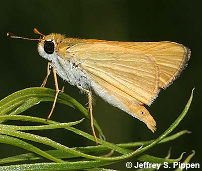 Orange Skipperling (Copaeodes aurantiaca)