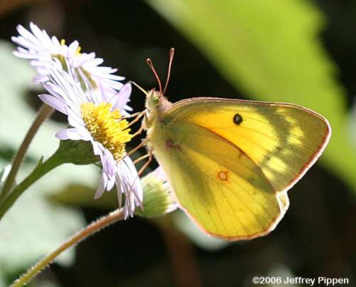 Orange Sulphur (Colias eurytheme)