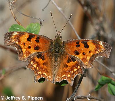 Oreas Comma (Polygonia  oreas threatfuli)