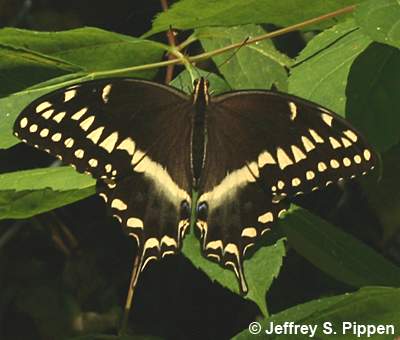 Palamedes Swallowtail (Papilio palamedes)