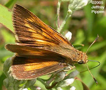 Palatka Skipper (Euphyes pilatka)