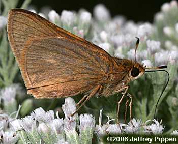 Palatka Skipper (Euphyes pilatka)