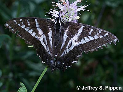 Pale Swallowtail (Pterourus eurymedon)