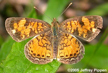 Pearl Crescent (Phyciodes tharos)