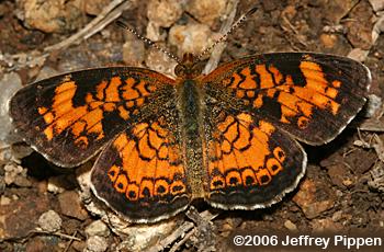 Pearl Crescent (Phyciodes tharos)