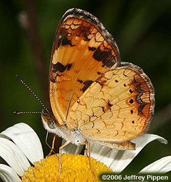 Pearl Crescent (Phyciodes tharos)