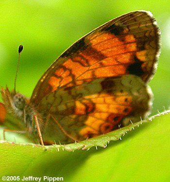 Pearl Crescent (Phyciodes tharos)