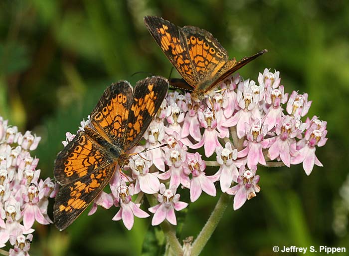 Pearl Crescent (Phyciodes tharos)