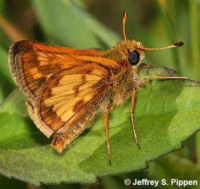 Peck's Skipper (Polites peckius)