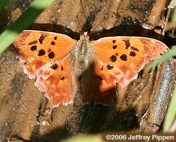 Question Mark (Polygonia interrogationis)