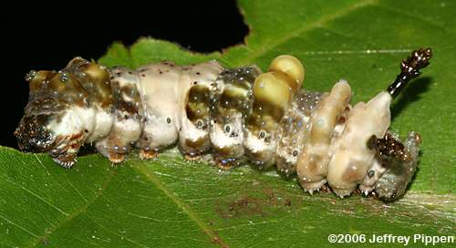 Red-spotted Purple (Limenitis arthemis astyanax) caterpillar
